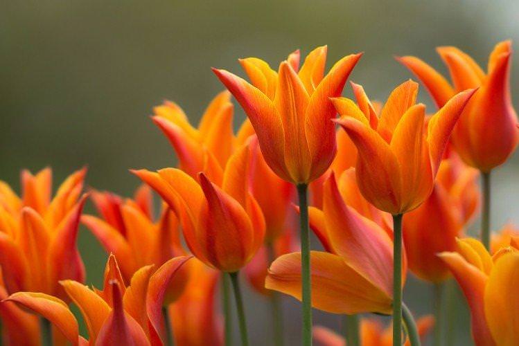 Лілієцвітні тюльпани