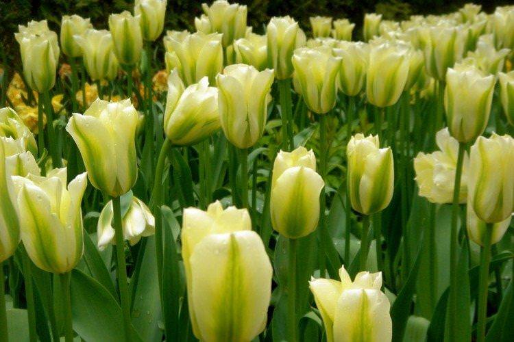Зеленоцвіті тюльпани