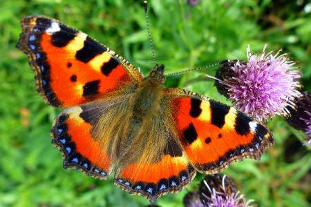 Метелик кропив'янка (50 фото): опис, види та місце існування