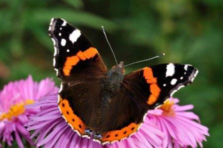 Метелик адмірал (60 фото): опис, види та місце існування