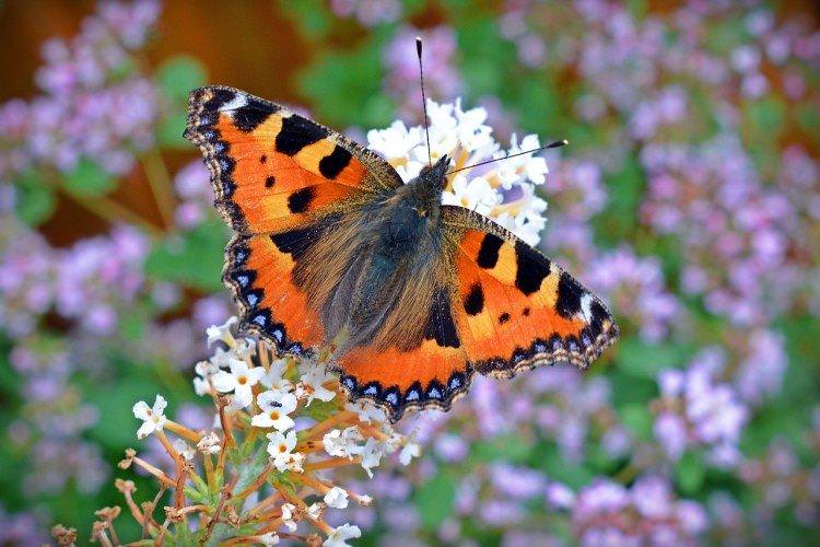 Метелик кропив'янка - фото