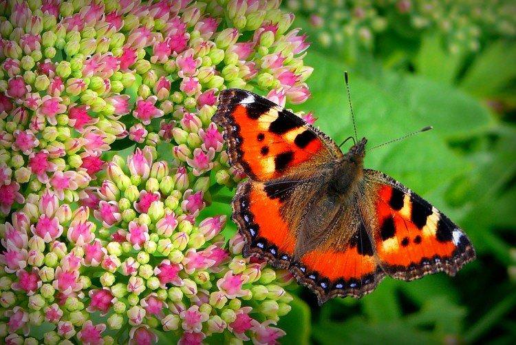 Метелик кропив'янка - фото