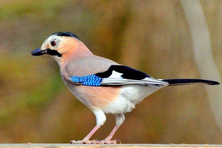Сойка – фото птиці
