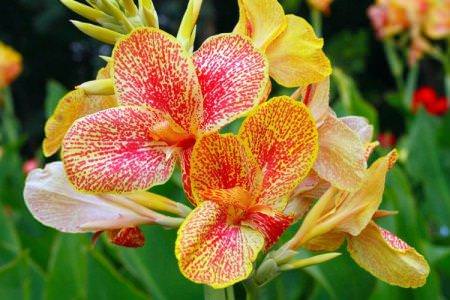 Квітка канна (60 фото): види, правильний догляд та посадка