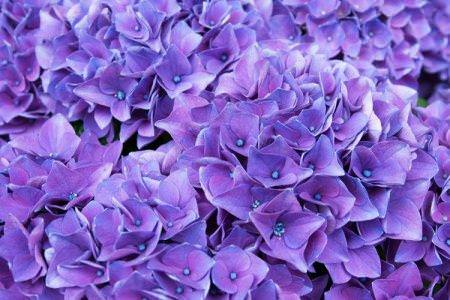 Фіолетові квіти: назви, фото та описи (каталог)