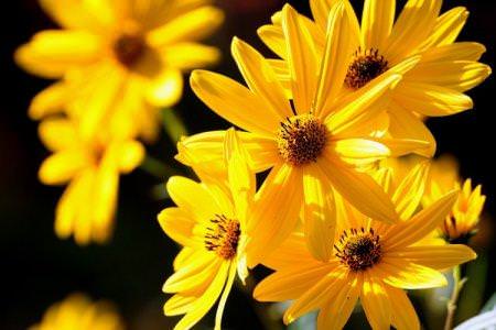 Жовті квіти: назви, фото та описи (каталог)