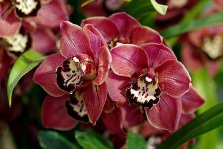 Види орхідей: назви, фото та описи (каталог)
