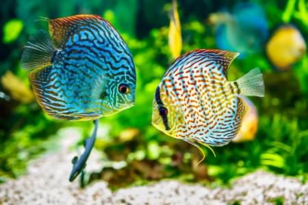 Популярні види акваріумних рибок: фото, назви та описи