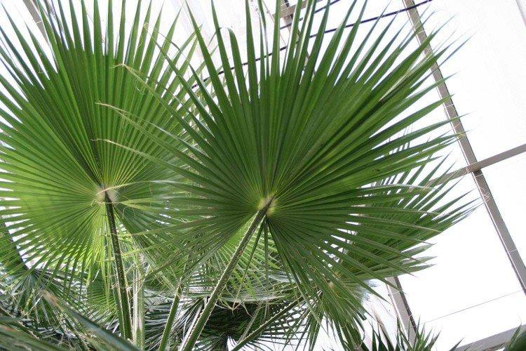 Північноамериканська пальма