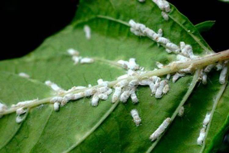 Профілактика рослин від борошнистого червця