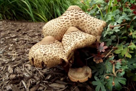 Неїстівні гриби: назви, фото та описи отруйних грибів