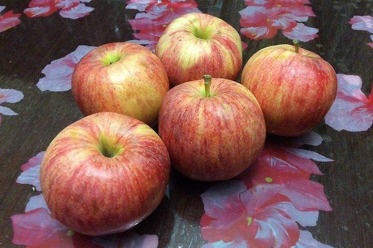Терентіївка - Літні сорти яблунь для Підмосков'я