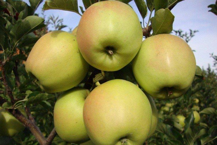 Біль Чернишевська - Літні сорти яблунь для Підмосков'я