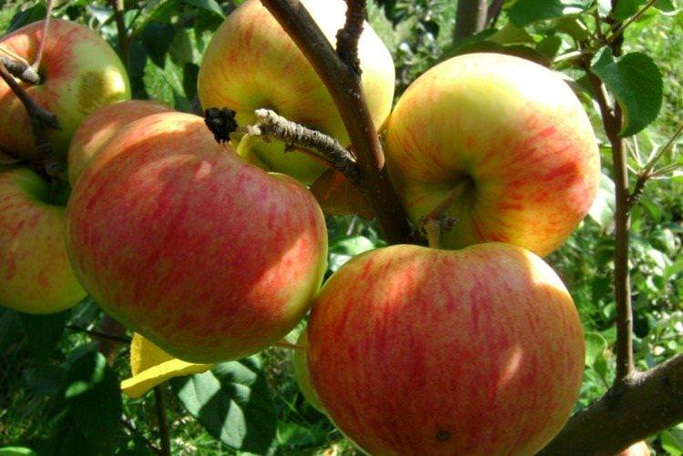 Осіння радість - Осінні сорти яблунь для Підмосков'я