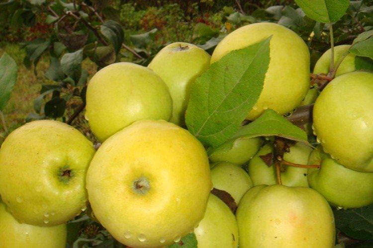 Чудне - Осінні сорти яблунь для Підмосков'я