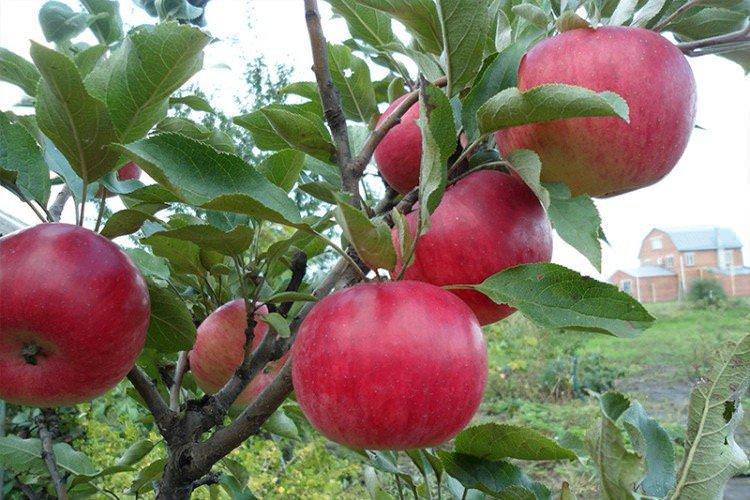 Васюган - Осінні сорти яблунь для Підмосков'я