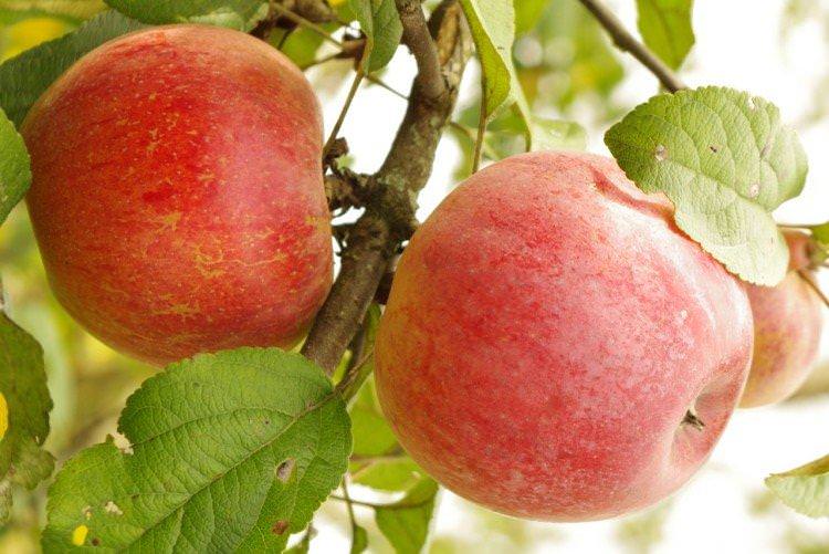 Ауксис - Осінні сорти яблунь для Підмосков'я