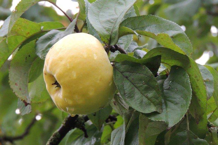 Антонівка - Зимові сорти яблунь для Підмосков'я