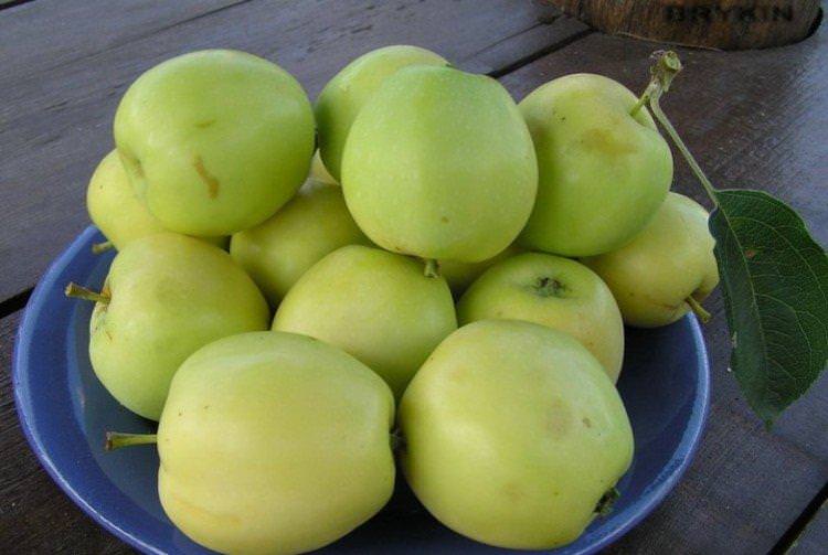 Димчастий аркад - Літні сорти зелених яблунь