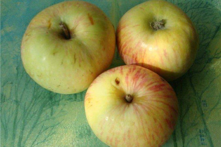 Біле астраханське - Літні сорти зелених яблунь