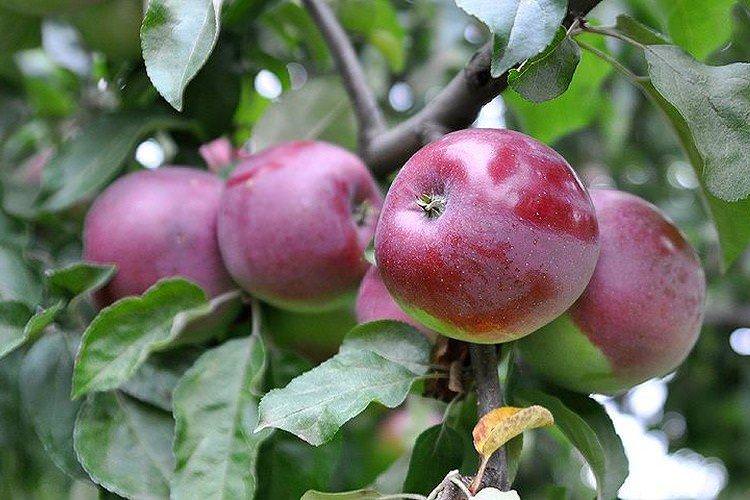 Білоруське малинове - Зимові сорти яблунь для Підмосков'я