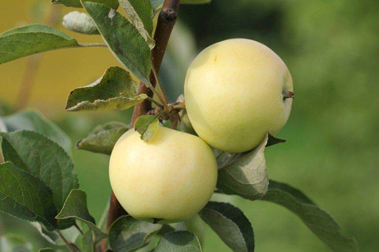 Білий налив - Літні сорти зелених яблунь