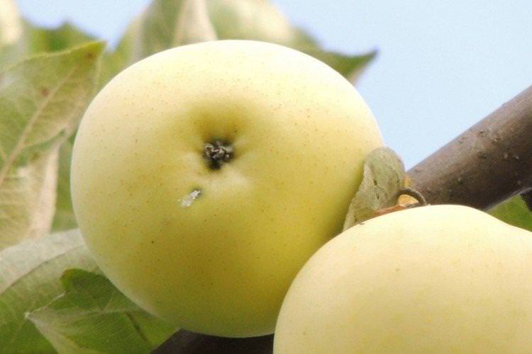 Літнє біле - Літні сорти зелених яблунь