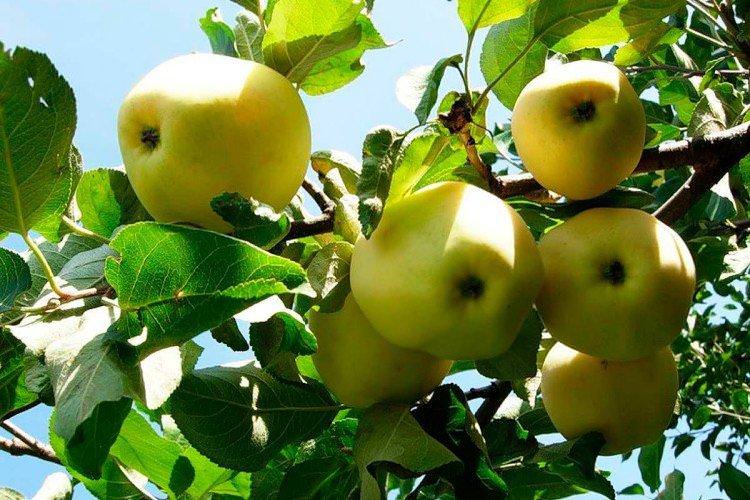 Сонце біле - Літні сорти зелених яблунь