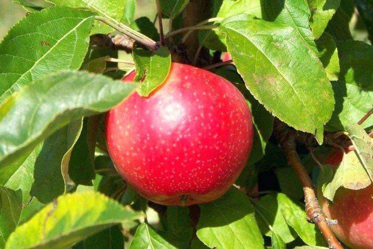 Пепін шафранний - Зимові сорти яблунь для Підмосков'я