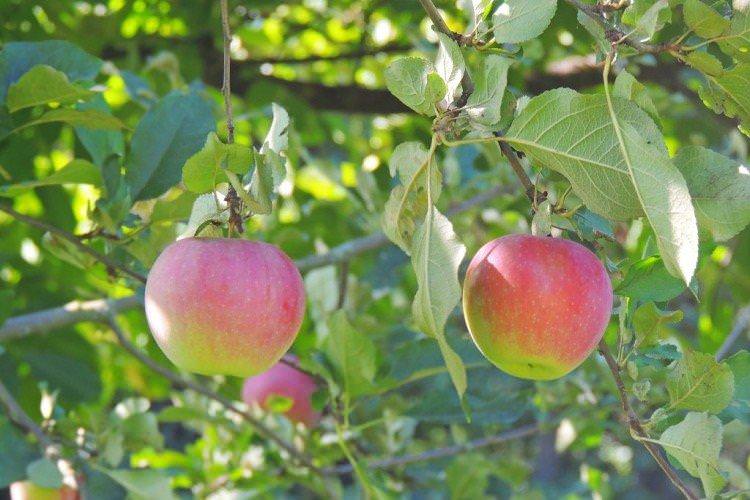 Слава Переможцям - Осінні сорти зелених яблунь