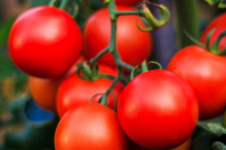Ураган - Високоврожайні сорти томатів для теплиць