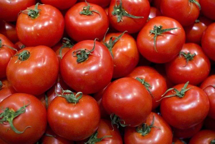 Пошук - Високоврожайні сорти томатів для теплиць