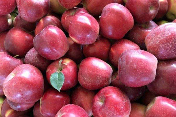 Глостер Йорк - Червоні сорти яблунь для Підмосков'я