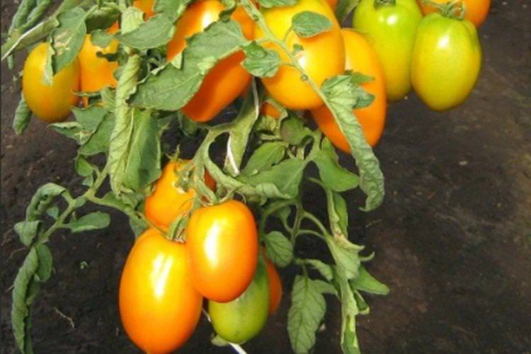 Подарунок феї - Високоурожайні сорти томатів для теплиць