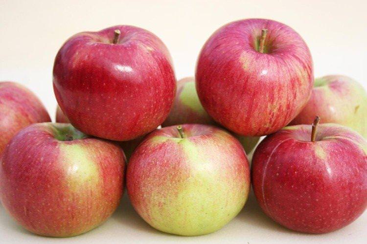 Аніс Сірий - Зелені сорти яблунь для Підмосков'я