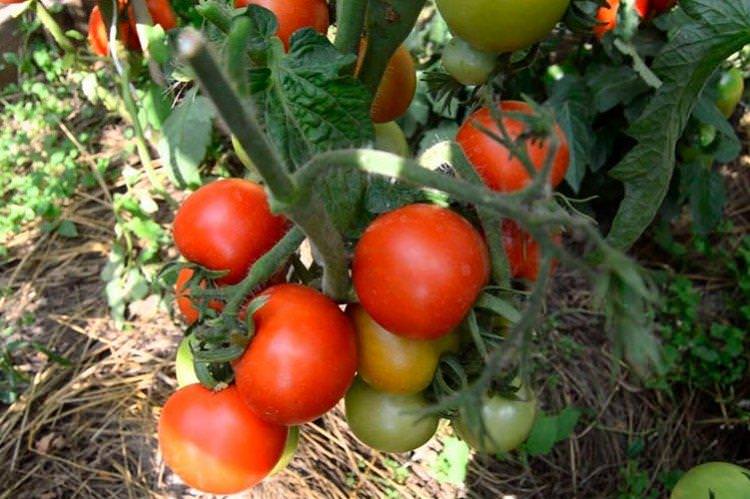 Снігова казка - Високоврожайні сорти томатів для теплиць