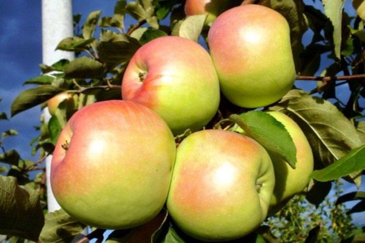 Синап орловський - Зимові сорти зелених яблунь