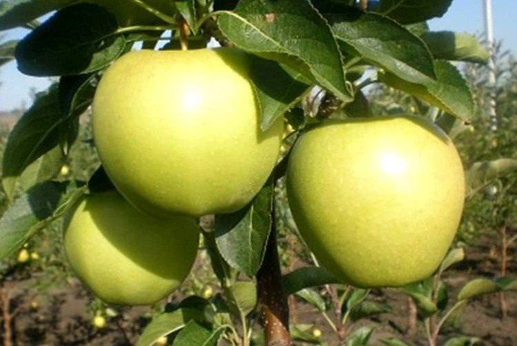 Слов'янка - Зелені сорти яблунь для Підмосков'я
