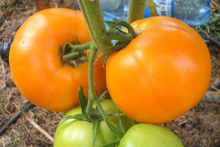 Раннє сонечко - Високоурожайні сорти томатів-image 