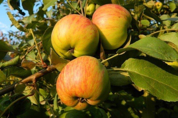 Кутузовець - Зимові сорти зелених яблунь
