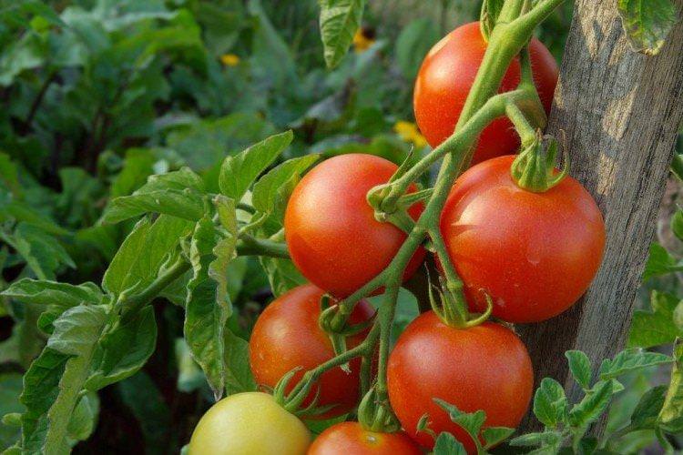 Інтуїція - Високоврожайні сорти томатів для відкритого ґрунту
