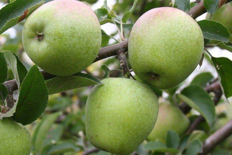 Дивовижне - Зелені сорти яблунь для Підмосков'я