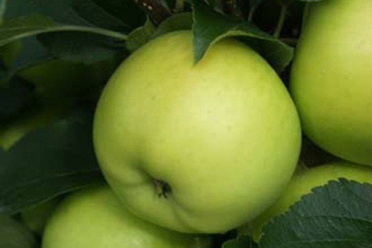 Грінсливз - Зимові сорти зелених яблунь