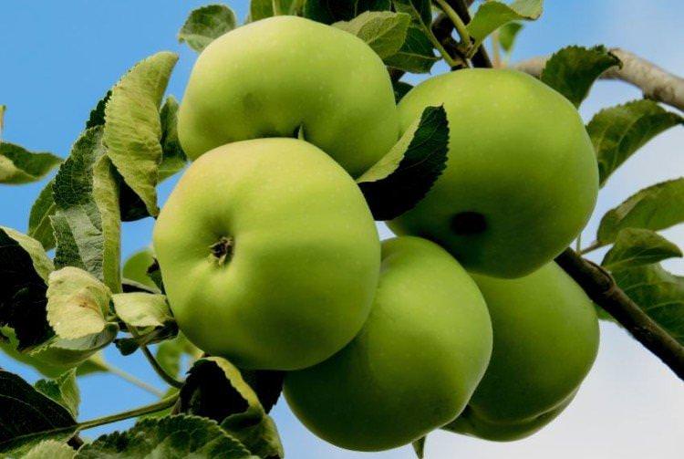 Богатир - Зелені сорти яблунь для Підмосков'я