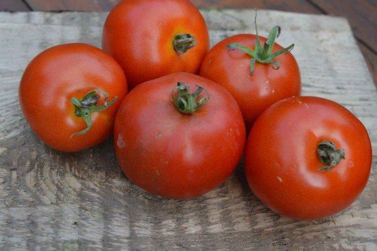 Фаталіст - Високоврожайні сорти томатів для відкритого ґрунту
