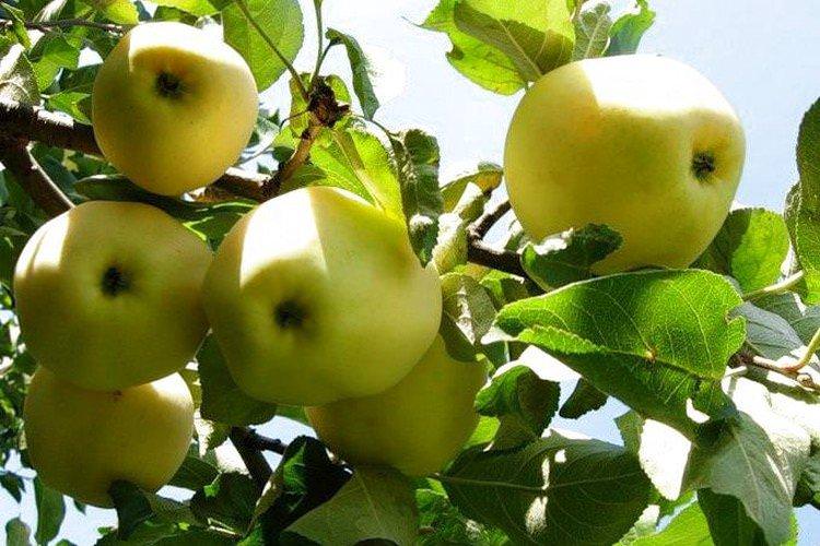 Янтар - Зелені сорти яблунь для Підмосков'я