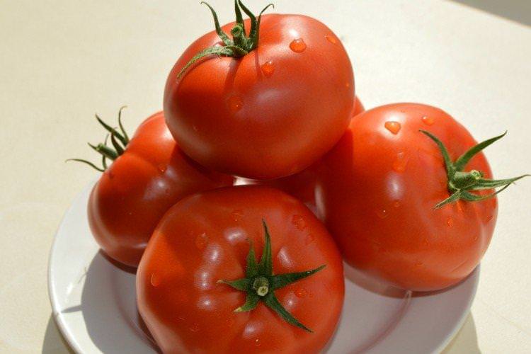 Фанат - Високоврожайні сорти томатів для відкритого ґрунту