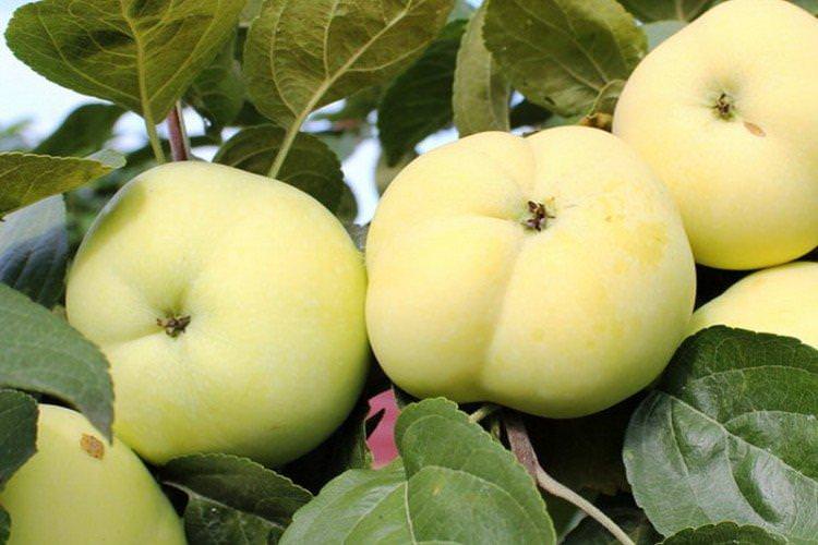 Папіровка - найвищі сорти зелених яблук
