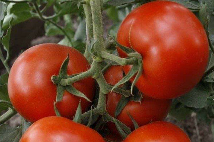 Володимир - Високоврожайні сорти томатів для відкритого ґрунту