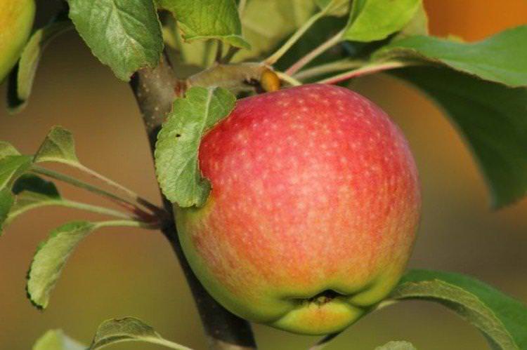 Медуниця - найвищі врожайні сорти яблук для Підмосков'я